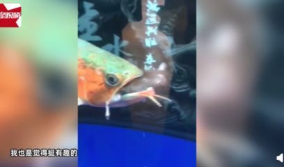 龍魚是否可以吃老鼠（龍魚可以吃老鼠嗎？） 龍魚是否可以吃老鼠（龍魚可以吃老鼠嗎？） 龍魚百科 第3張