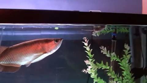 龍魚是否可以吃老鼠（龍魚可以吃老鼠嗎？） 龍魚是否可以吃老鼠（龍魚可以吃老鼠嗎？） 龍魚百科 第5張