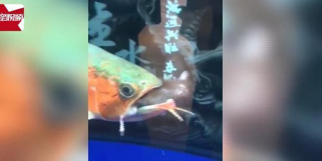 龍魚是否可以吃老鼠（龍魚可以吃老鼠嗎？） 龍魚是否可以吃老鼠（龍魚可以吃老鼠嗎？） 龍魚百科 第4張
