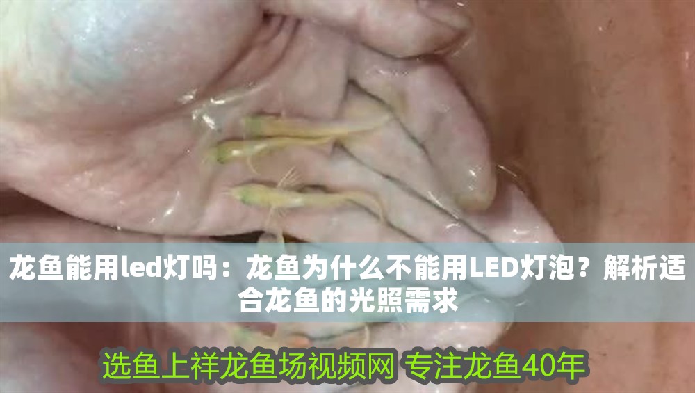 龍魚(yú)能用led燈嗎：龍魚(yú)為什么不能用LED燈泡？解析適合龍魚(yú)的光照需求 龍魚(yú)能用led燈嗎：龍魚(yú)為什么不能用LED燈泡？解析適合龍魚(yú)的光照需求 龍魚(yú)百科 第1張