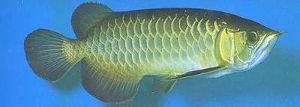 金龍魚病有哪些圖：關(guān)于金龍魚疾病的圖片