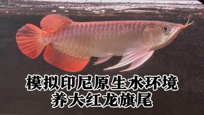 紅龍魚原產(chǎn)地水質(zhì)標(biāo)準(zhǔn)