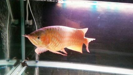 白玉紅龍魚小時候很白嗎：白玉紅龍魚小時候的顏色變化 白玉紅龍魚小時候很白嗎：白玉紅龍魚小時候的顏色變化 龍魚百科 第4張