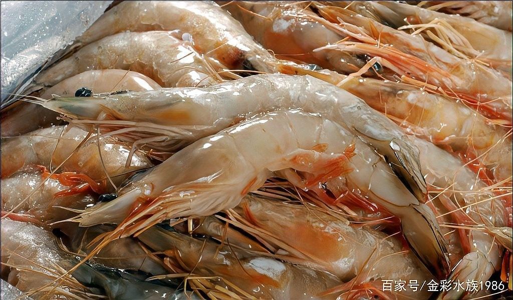 頂級紅龍魚品牌有哪些品種的蝦類