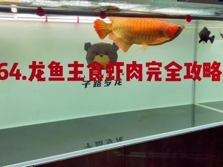 頂級紅龍魚品牌有哪些品種的蝦類