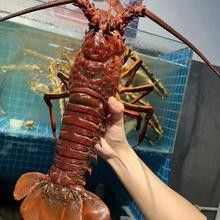 頂級紅龍魚品牌有哪些品種的蝦類