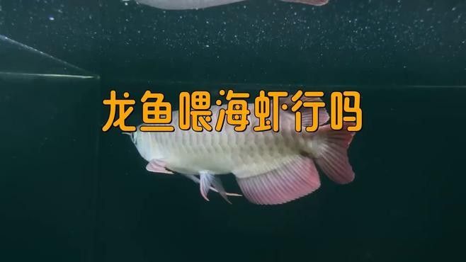 頂級紅龍魚品牌有哪些品種的蝦類