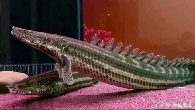 龍魚紀(jì)錄片：亞馬遜龍魚生態(tài)保護(hù)區(qū)，淡水魚類紀(jì)錄片推薦