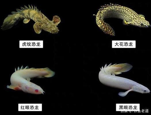 龍魚紀(jì)錄片：亞馬遜龍魚生態(tài)保護(hù)區(qū)，淡水魚類紀(jì)錄片推薦