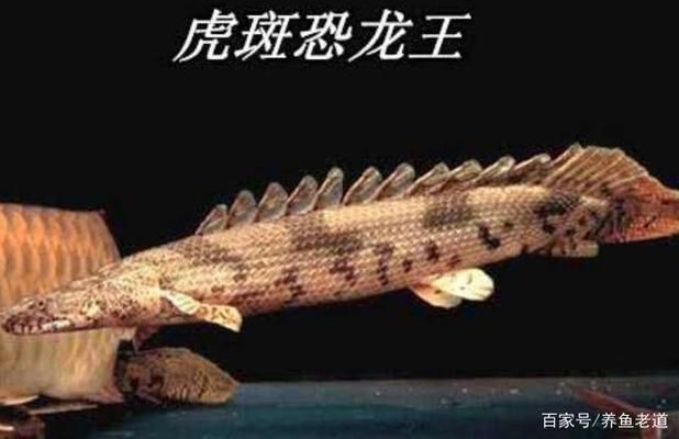龍魚紀(jì)錄片：亞馬遜龍魚生態(tài)保護(hù)區(qū)，淡水魚類紀(jì)錄片推薦