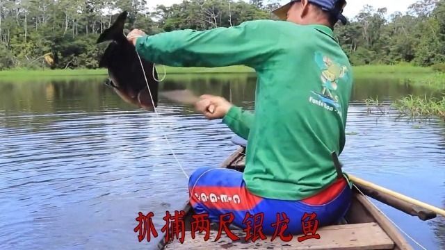 龍魚紀(jì)錄片：亞馬遜龍魚生態(tài)保護(hù)區(qū)，淡水魚類紀(jì)錄片推薦