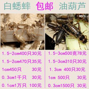 龍魚吃蟋蟀好不好消化吸收營養：龍魚吃蟋蟀好不好消化吸收營養成分推測