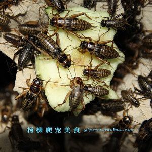 龍魚吃蟋蟀好不好消化吸收營養：龍魚吃蟋蟀好不好消化吸收營養成分推測