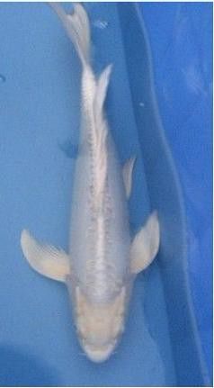 給我一些龍鳳魚圖片作為參考