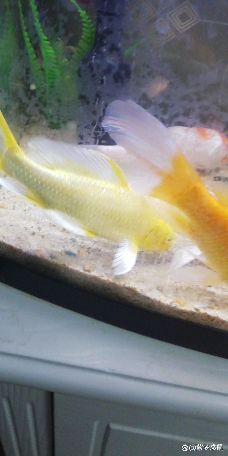 給我一些龍鳳魚圖片作為參考