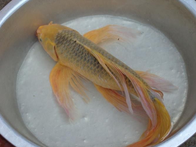 給我一些龍鳳魚圖片作為參考