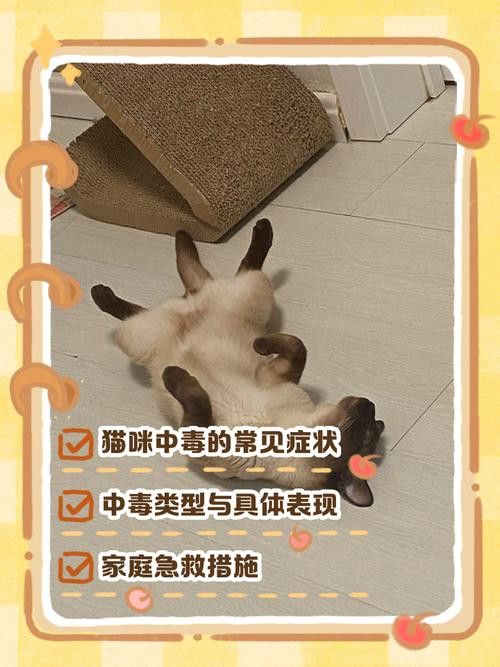 有哪些食物對龍貓和貓有害？ 有哪些食物對龍貓和貓有害？ 龍魚百科 第6張
