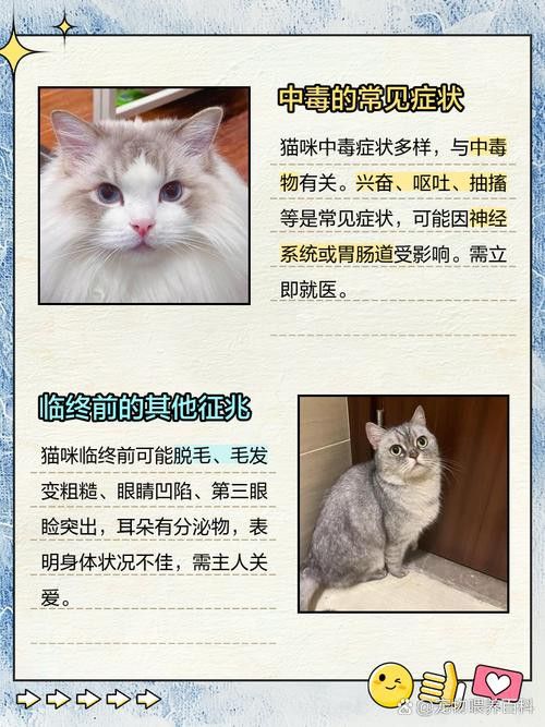 有哪些食物對龍貓和貓有害？ 有哪些食物對龍貓和貓有害？ 龍魚百科 第5張