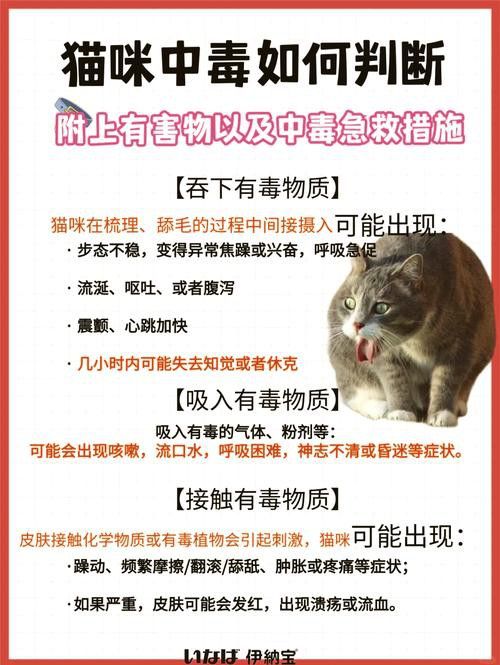 有哪些食物對龍貓和貓有害？ 有哪些食物對龍貓和貓有害？ 龍魚百科 第3張