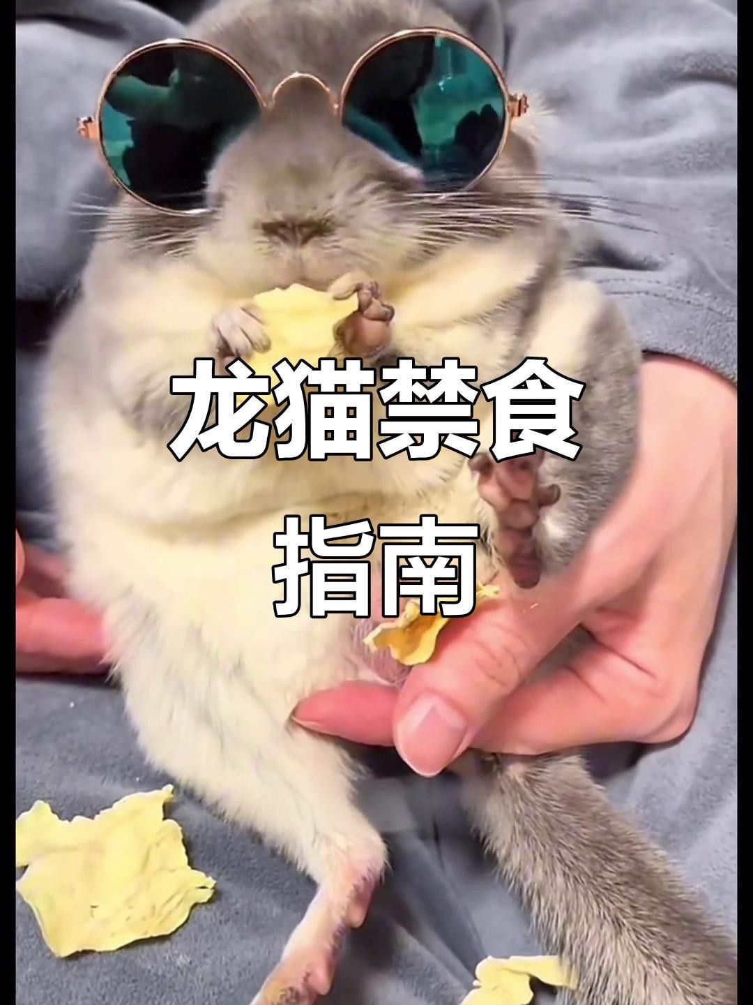 有哪些食物對龍貓和貓有害？ 有哪些食物對龍貓和貓有害？ 龍魚百科 第12張