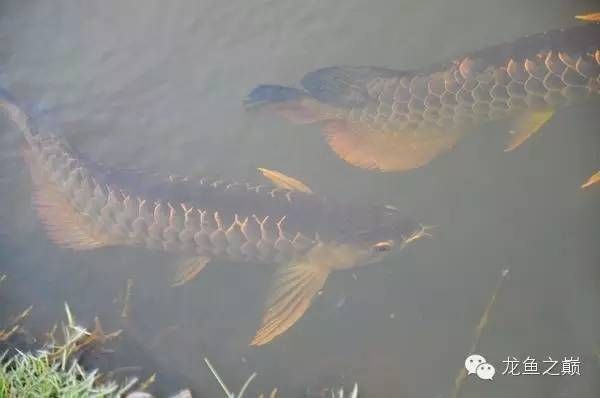 金龍魚產地哪里：100張圖片帶你走進世界第一金龍魚原產地