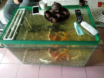 80魚缸可以養龍魚嗎：80厘米的魚缸可以養龍魚嗎 80魚缸可以養龍魚嗎：80厘米的魚缸可以養龍魚嗎 龍魚百科 第2張