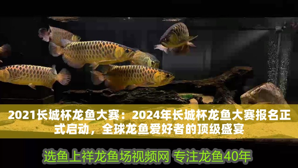 2021長城杯龍魚大賽：2024年長城杯龍魚大賽報名正式啟動，全球龍魚愛好者的頂級盛宴 2021長城杯龍魚大賽：2024年長城杯龍魚大賽報名正式啟動，全球龍魚愛好者的頂級盛宴 龍魚百科 第1張