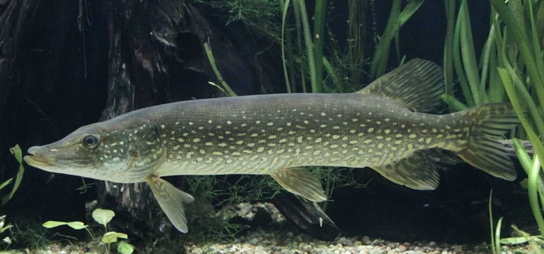 龍魚是咸水魚還是淡水魚：熱帶淡水魚的飼養技巧，如何挑選健康的龍魚