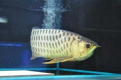 龍魚是咸水魚還是淡水魚：熱帶淡水魚的飼養(yǎng)技巧，如何挑選健康的龍魚