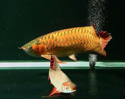 促進龍魚食欲（促進龍魚食欲的綜合運用方法可以從多個方面入手以下方面入手） 促進龍魚食欲（促進龍魚食欲的綜合運用方法可以從多個方面入手以下方面入手） 龍魚百科 第1張