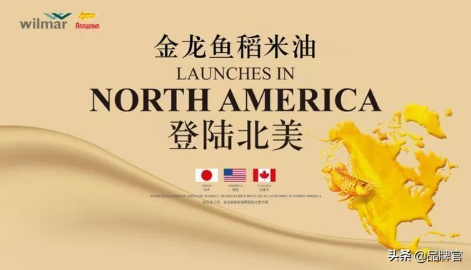 金龍魚為什么