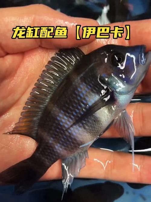 龍魚和什么魚搭配顯得高檔一點 龍魚和什么魚搭配顯得高檔一點 龍魚百科 第3張