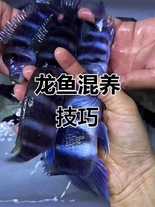 龍魚和什么魚搭配顯得高檔一點 龍魚和什么魚搭配顯得高檔一點 龍魚百科 第1張