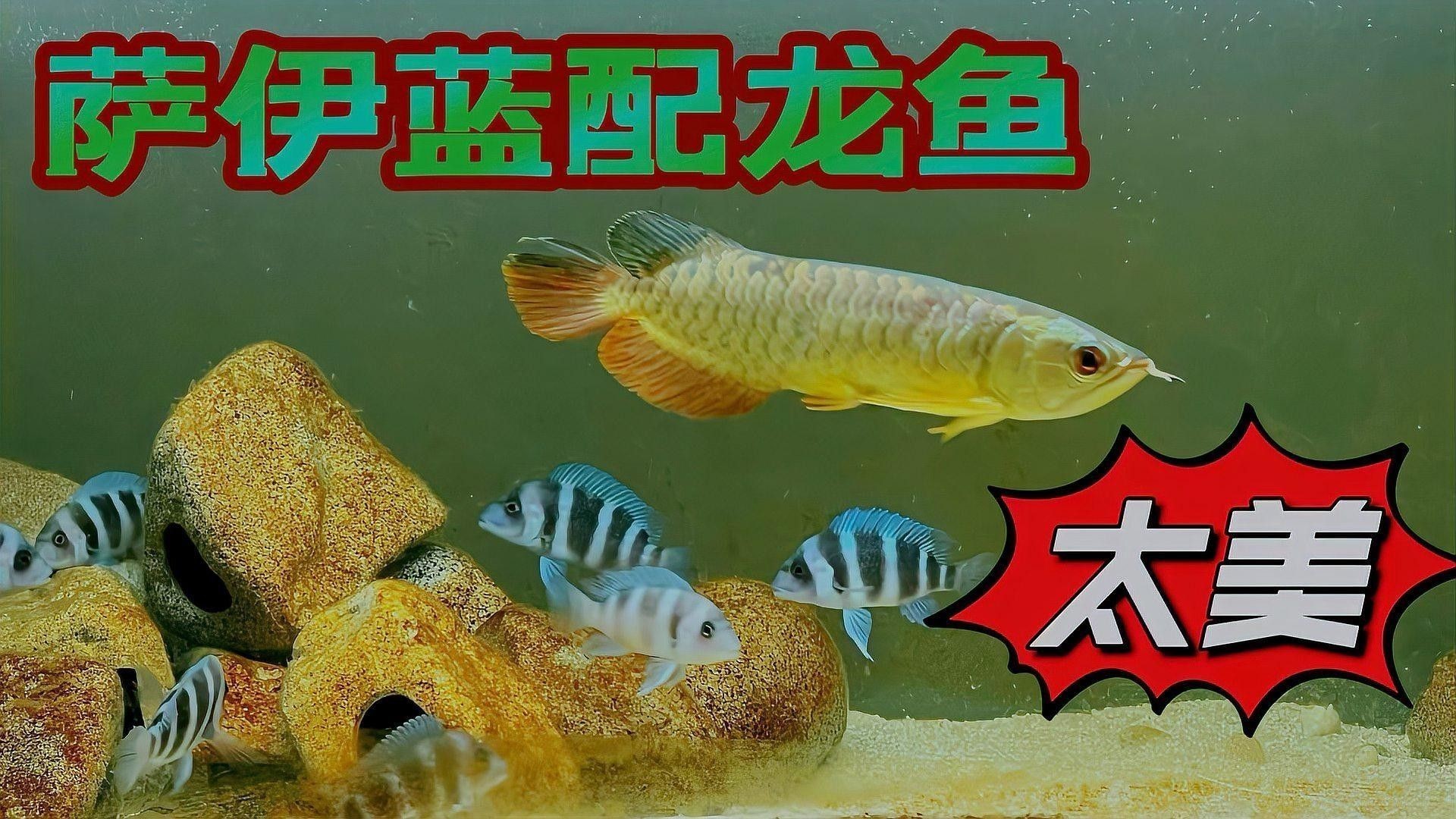 龍魚和什么魚搭配顯得高檔一點 龍魚和什么魚搭配顯得高檔一點 龍魚百科 第11張