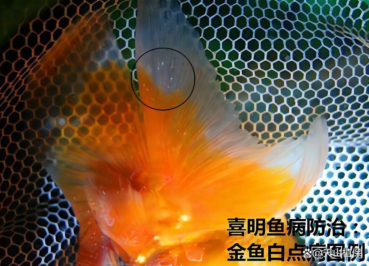 金魚身上有白點怎么治