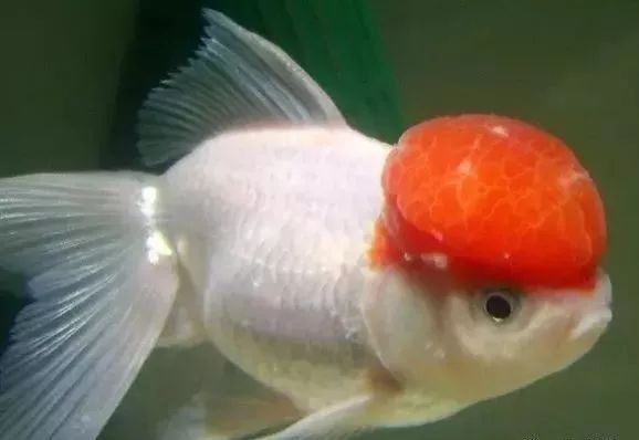 金魚身上有白點怎么治