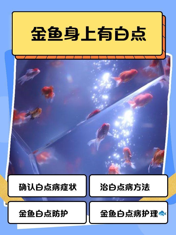 金魚身上有白點怎么治