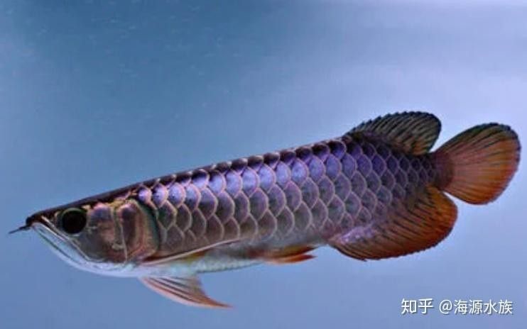 龍魚能多久不吃東西