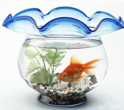 魚缸品牌代理（智能魚缸與生態魚缸對比魚缸品牌加盟費用明細）