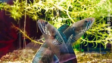 雷龍魚配對打架能配上嗎？（雷龍魚配對打架對水質的影響） 雷龍魚配對打架能配上嗎？（雷龍魚配對打架對水質的影響） 龍魚百科 第4張