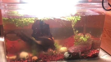 雷龍魚配對打架能配上嗎？（雷龍魚配對打架對水質的影響） 雷龍魚配對打架能配上嗎？（雷龍魚配對打架對水質的影響） 龍魚百科 第3張