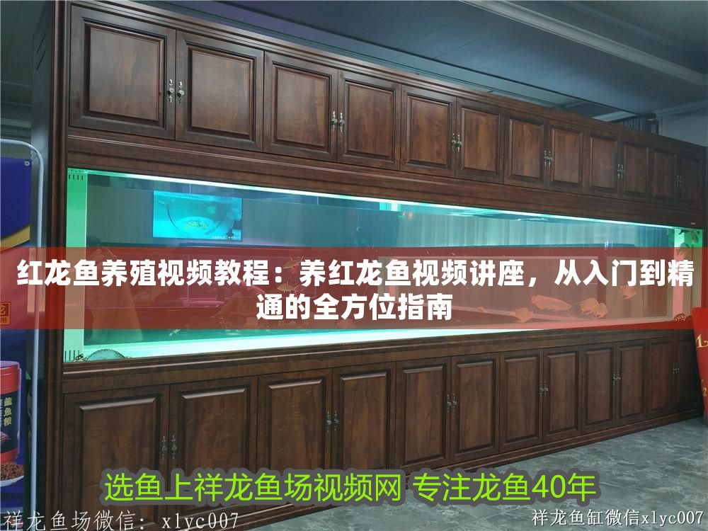 紅龍魚養殖視頻教程：養紅龍魚視頻講座，從入門到精通的全方位指南 紅龍魚養殖視頻教程：養紅龍魚視頻講座，從入門到精通的全方位指南 龍魚百科 第1張