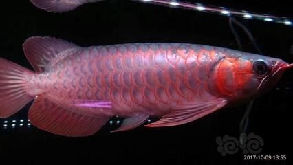 印尼超血紅龍魚金龍魚(隨機發貨)熱帶觀賞：印尼超血紅龍魚價格信息：印尼超血紅龍魚批發價格 印尼超血紅龍魚金龍魚(隨機發貨)熱帶觀賞：印尼超血紅龍魚價格信息：印尼超血紅龍魚批發價格 龍魚百科 第1張