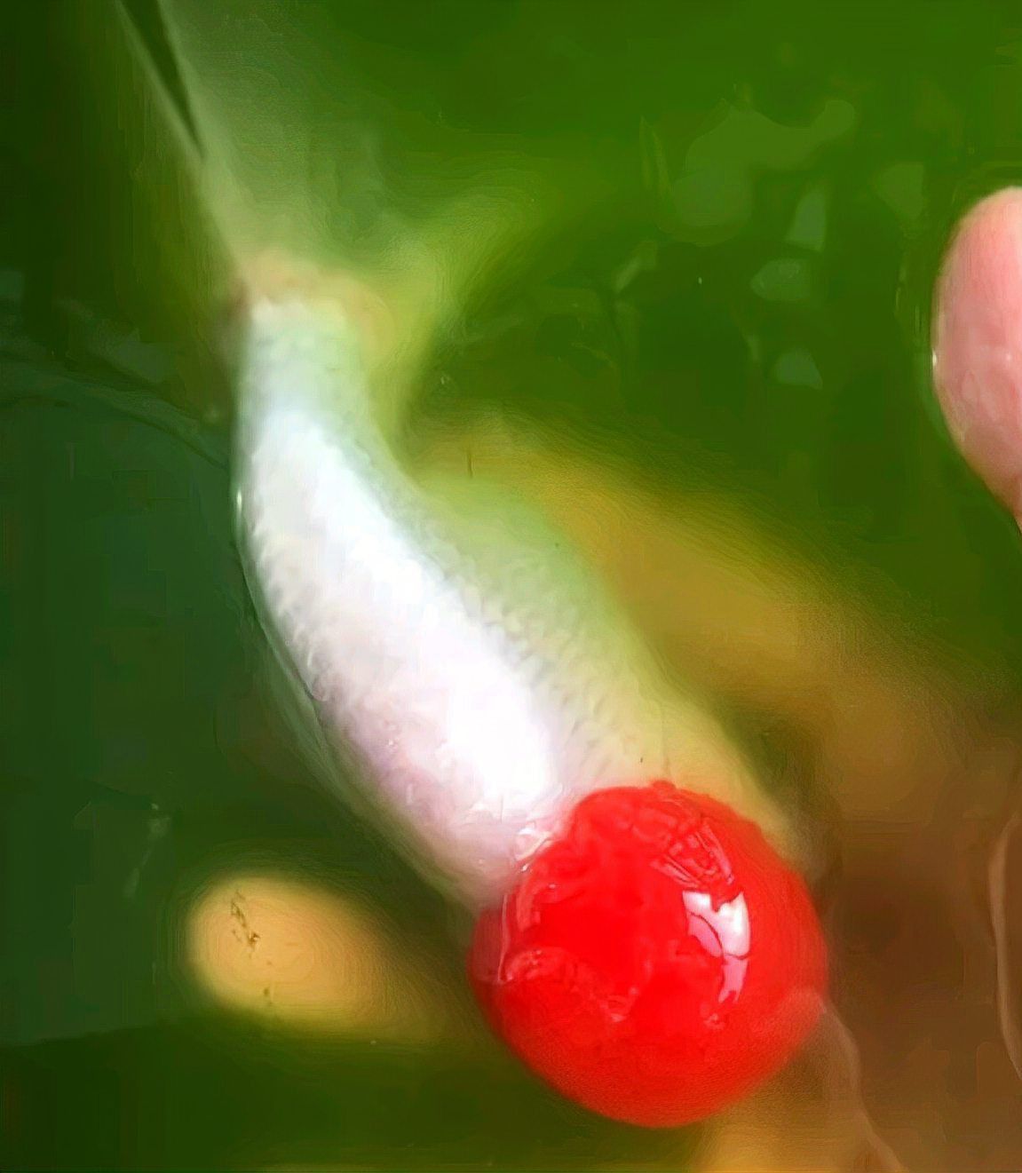 賽級金魚什么顏色最貴 龍魚百科 第10張 賽級金魚什么顏色最貴 賽級金魚什么顏色最貴 龍魚百科 第10張