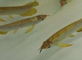 紅龍魚有點翹鱗怎么治好(紅龍魚翹鱗如何治療) 龍魚百科 第3張 紅龍魚有點翹鱗怎么治好(紅龍魚翹鱗如何治療) 紅龍魚有點翹鱗怎么治好(紅龍魚翹鱗如何治療) 龍魚百科 第3張