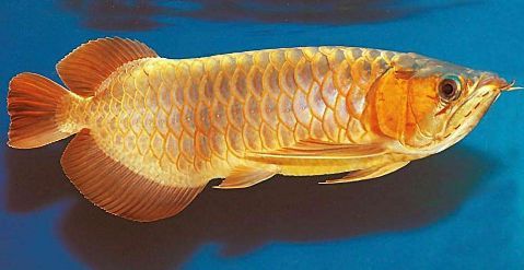 紅龍魚有點翹鱗怎么治好(紅龍魚翹鱗如何治療) 龍魚百科 第1張 紅龍魚有點翹鱗怎么治好(紅龍魚翹鱗如何治療) 紅龍魚有點翹鱗怎么治好(紅龍魚翹鱗如何治療) 龍魚百科 第1張