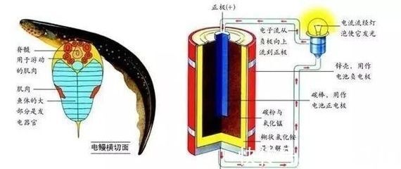 電鰻電場(chǎng)感應(yīng)的生理機(jī)制,電鰻電場(chǎng)感應(yīng)與其他生物比較, 龍魚百科 第3張 電鰻電場(chǎng)感應(yīng)的生理機(jī)制,電鰻電場(chǎng)感應(yīng)與其他生物比較, 電鰻電場(chǎng)感應(yīng)的生理機(jī)制,電鰻電場(chǎng)感應(yīng)與其他生物比較, 龍魚百科 第3張