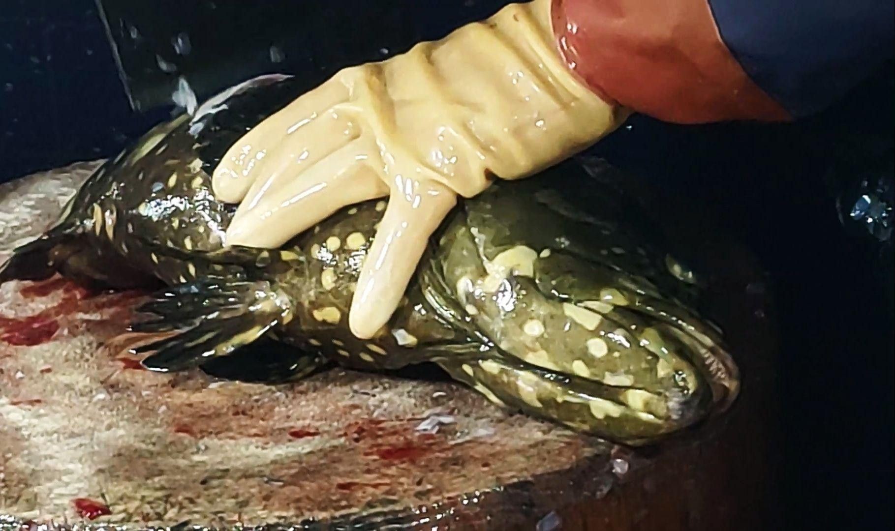 珍珠龍魚(yú)的價(jià)格是多少？