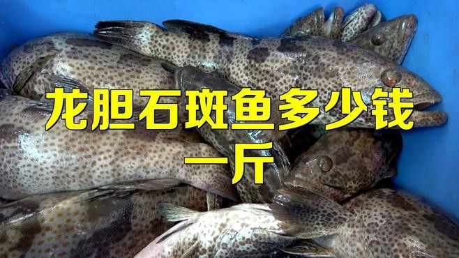 珍珠龍魚(yú)的價(jià)格是多少？