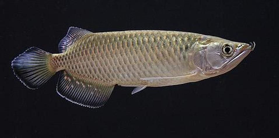 珍珠龍魚(yú)的價(jià)格是多少？